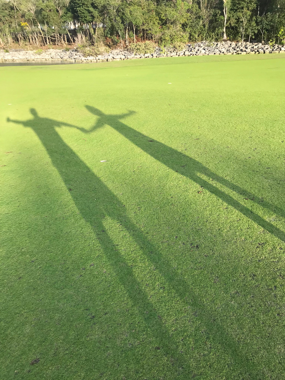 Shadows on the grass